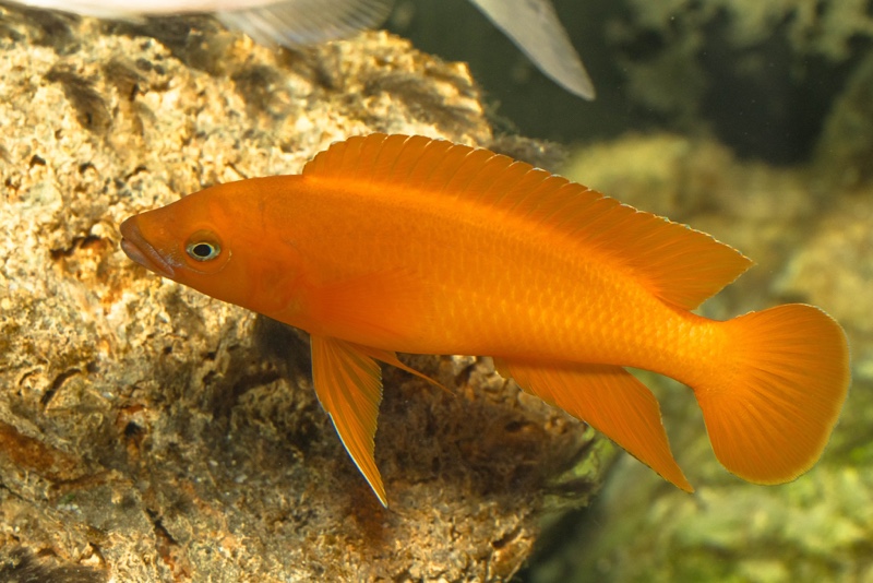 Neolamprologus longior